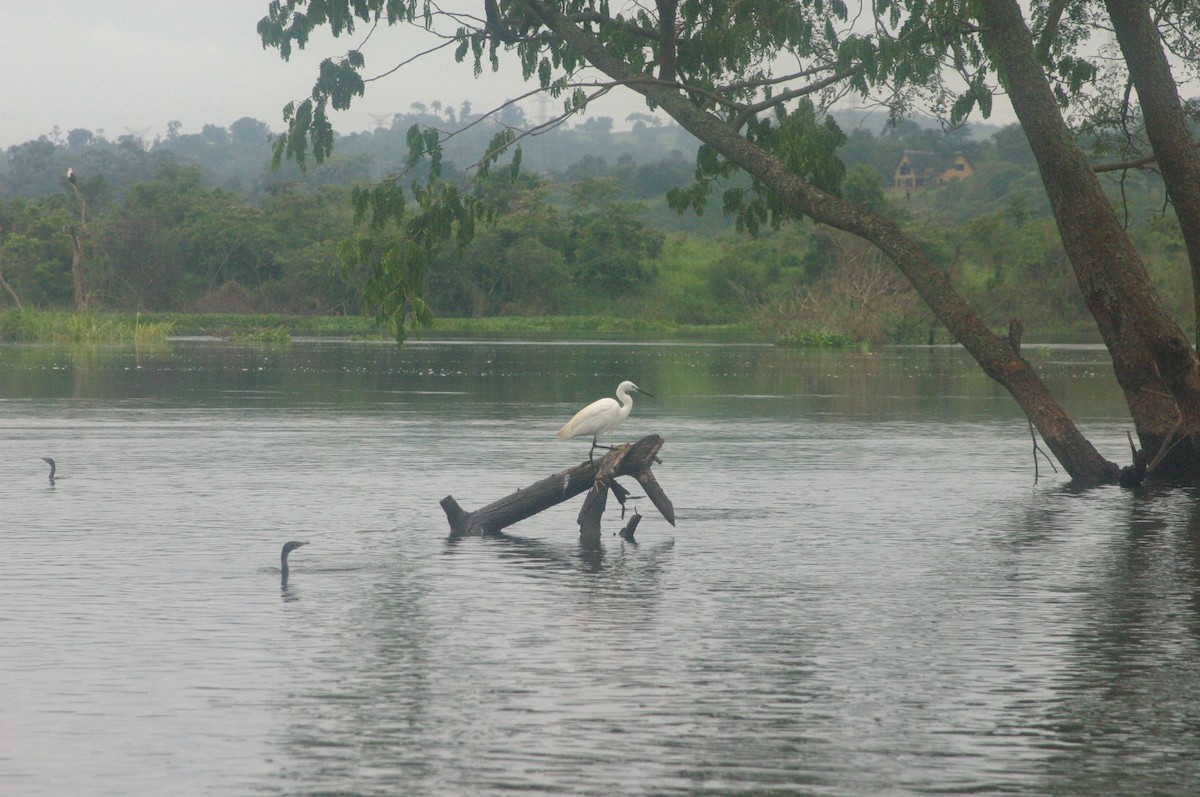 Little Egret - ML647009613