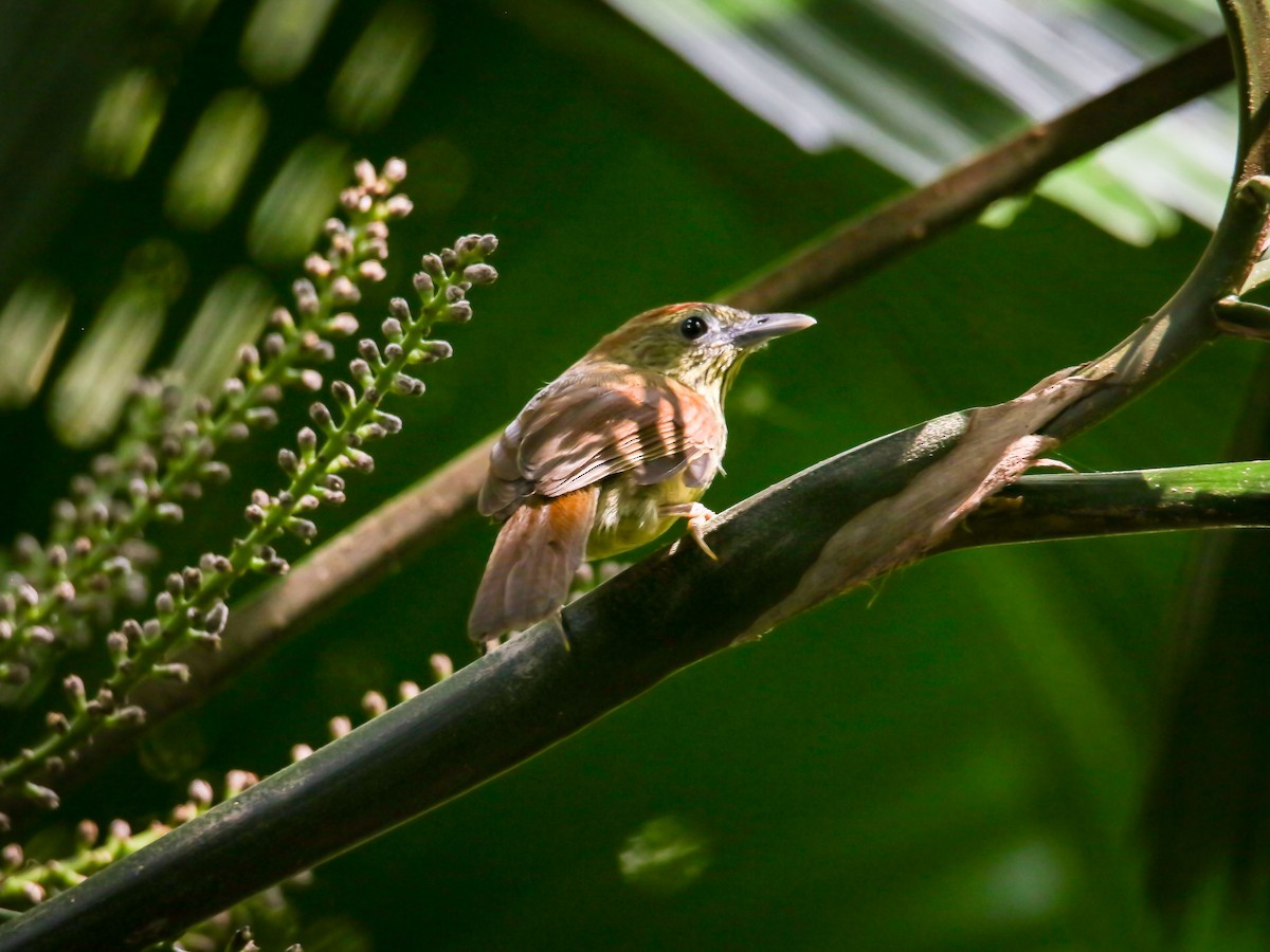 smalstripemeistimal - ML647009614