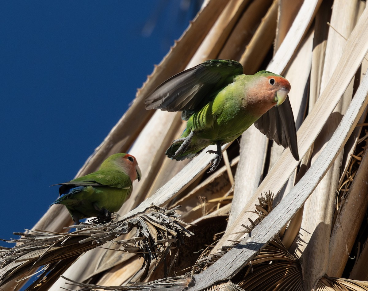 הבני ורוד-פנים - ML647009616