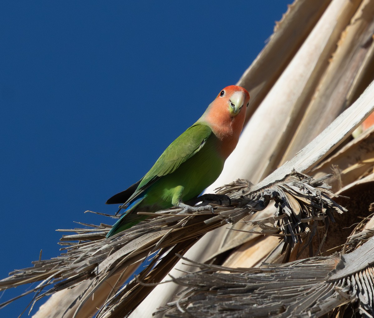 הבני ורוד-פנים - ML647009617