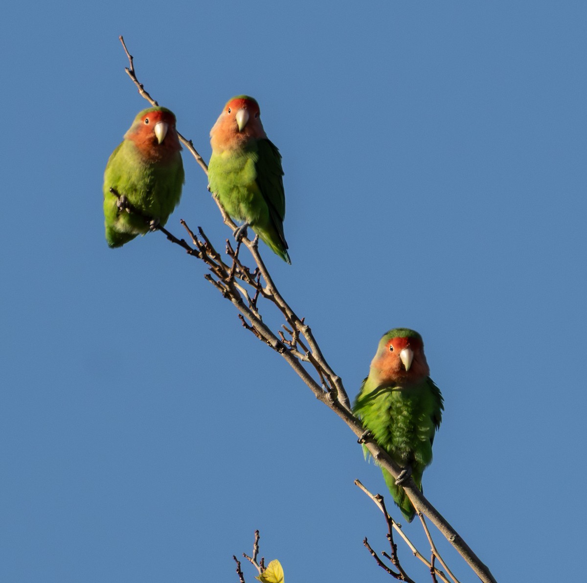 הבני ורוד-פנים - ML647009618