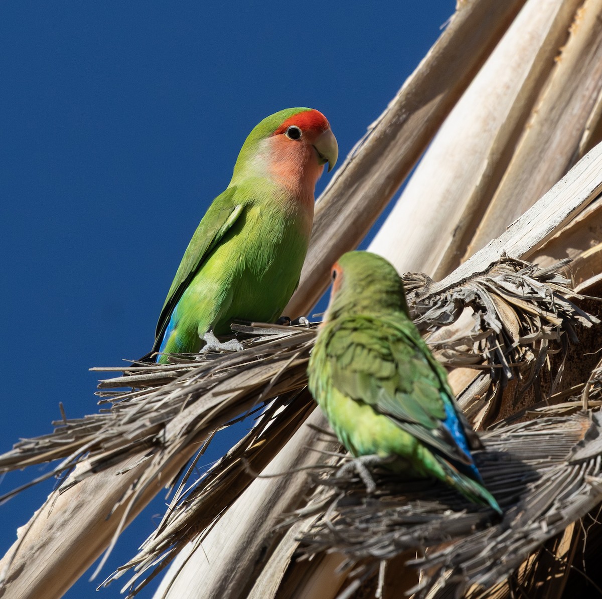 הבני ורוד-פנים - ML647009619