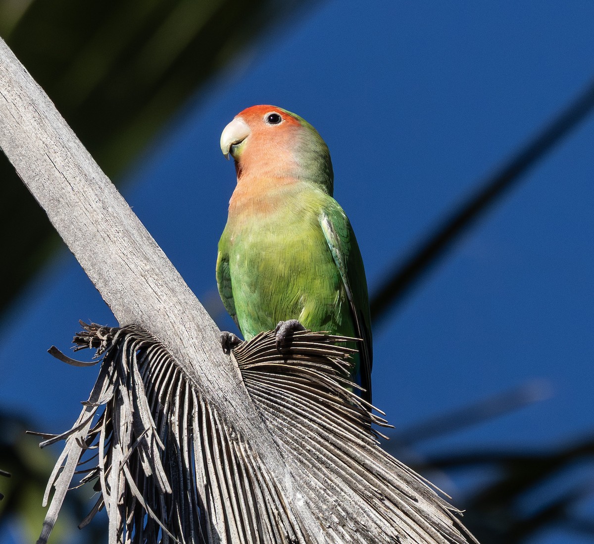 הבני ורוד-פנים - ML647009620