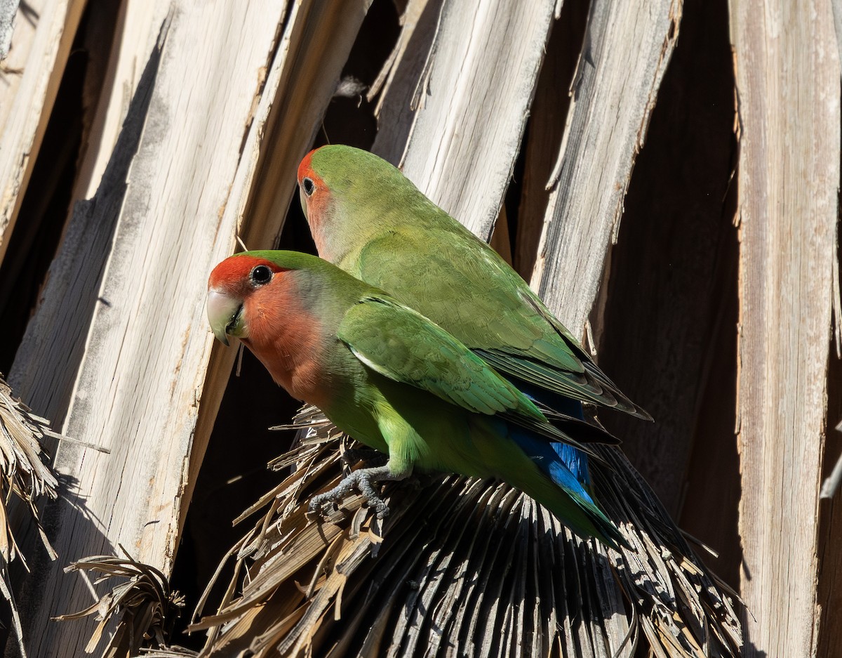 הבני ורוד-פנים - ML647009621