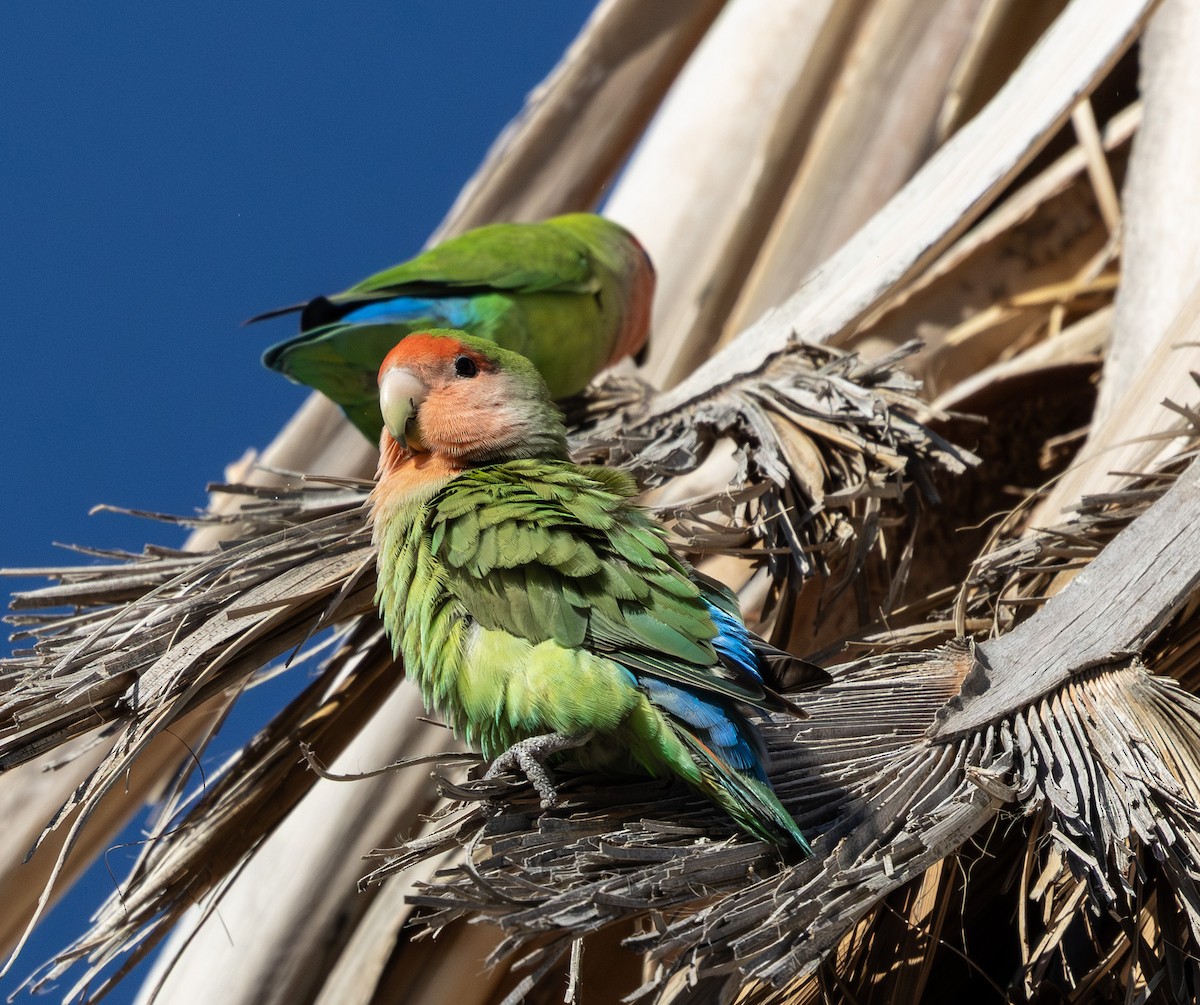 הבני ורוד-פנים - ML647009622