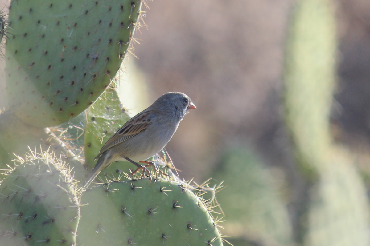 Black-chinned Sparrow - ML647009623