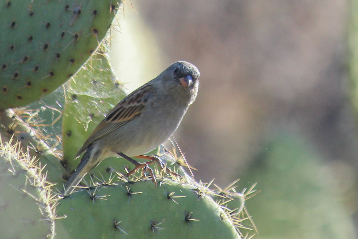 Black-chinned Sparrow - ML647009624