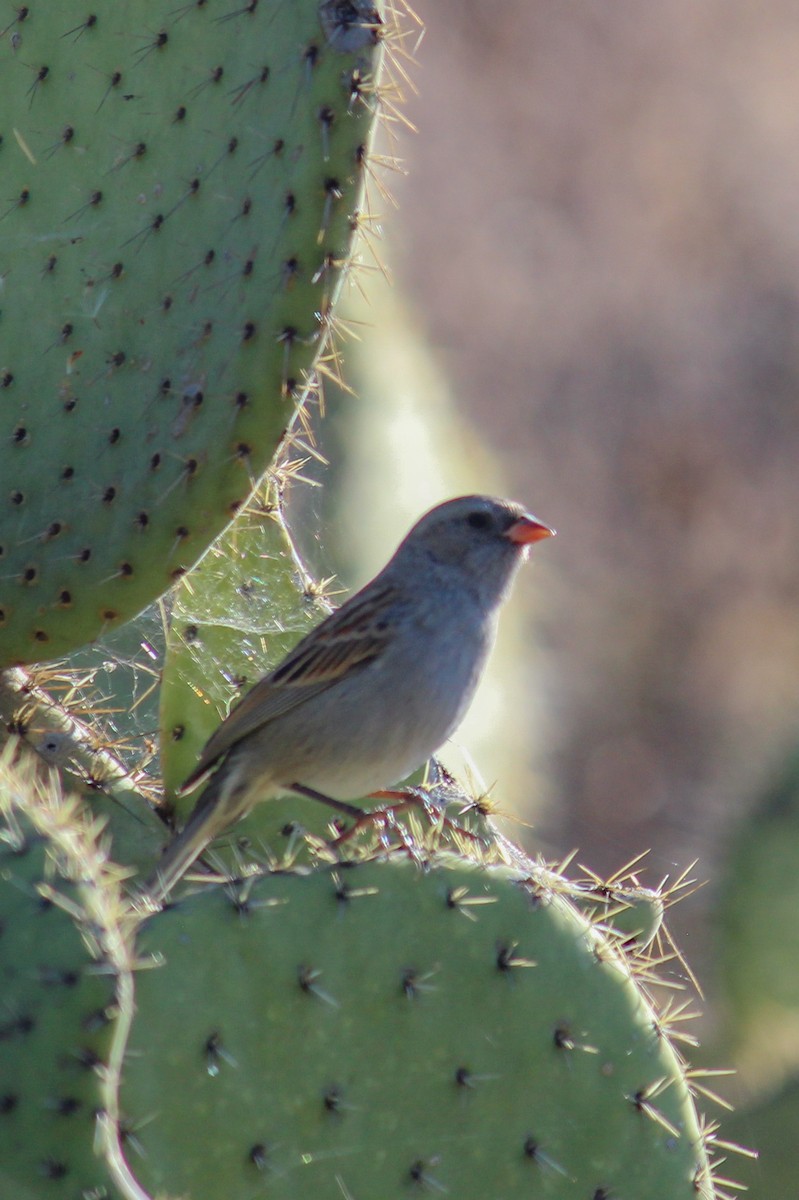 Black-chinned Sparrow - ML647009625