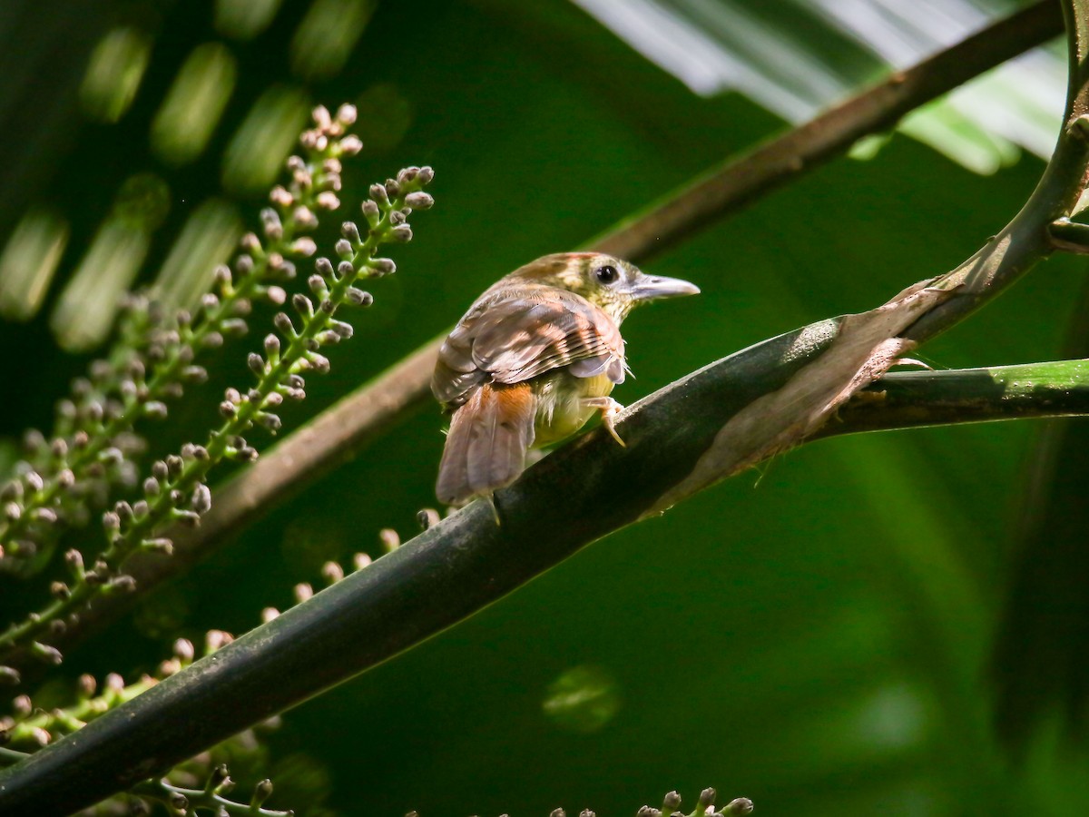 smalstripemeistimal - ML647009626