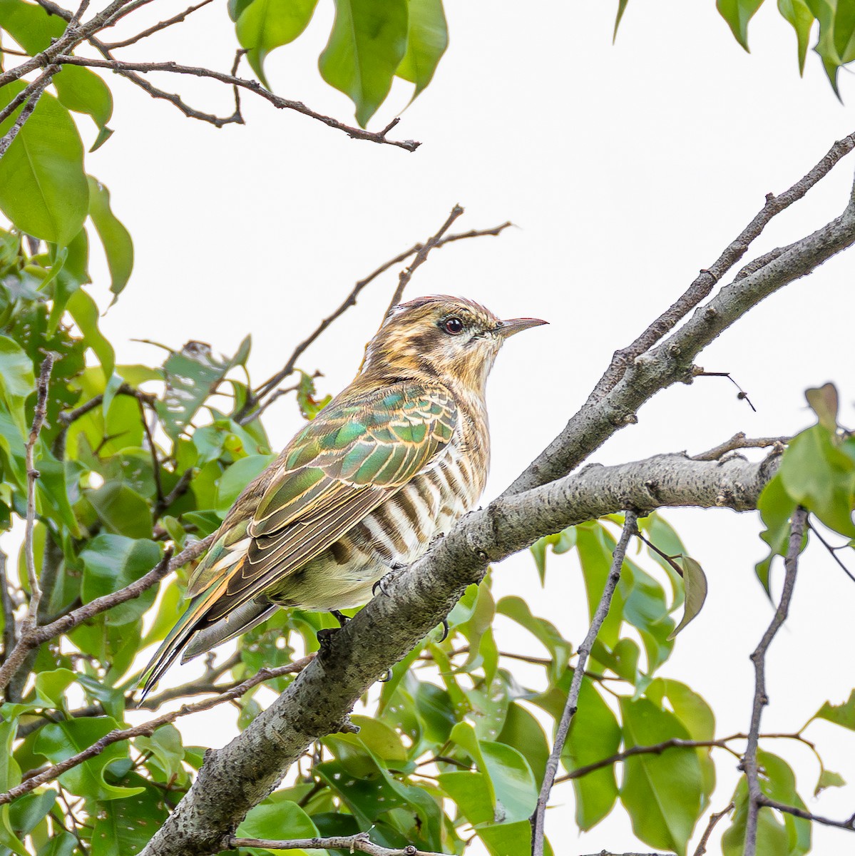 マミジロテリカッコウ - ML647009627