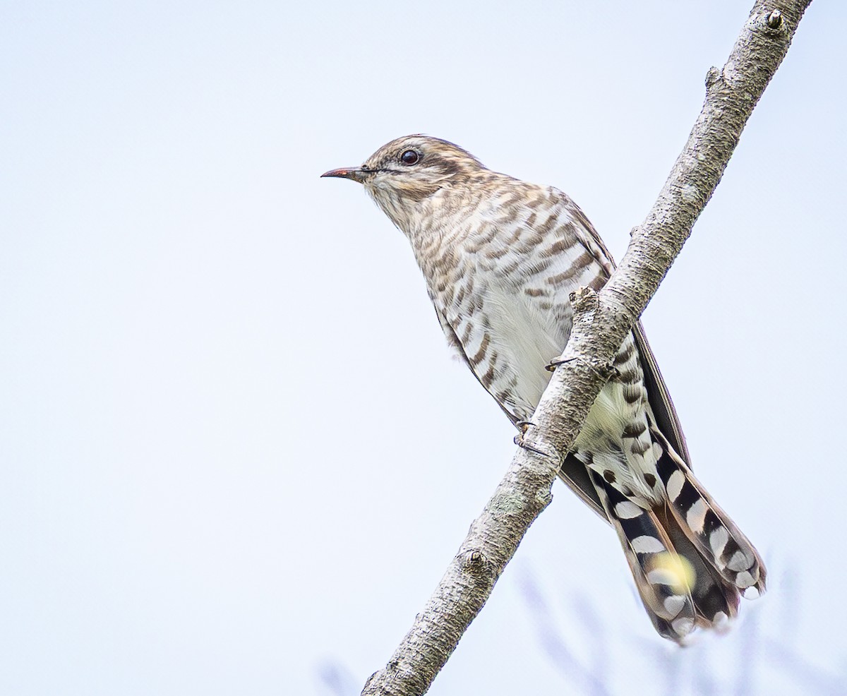 マミジロテリカッコウ - ML647009628