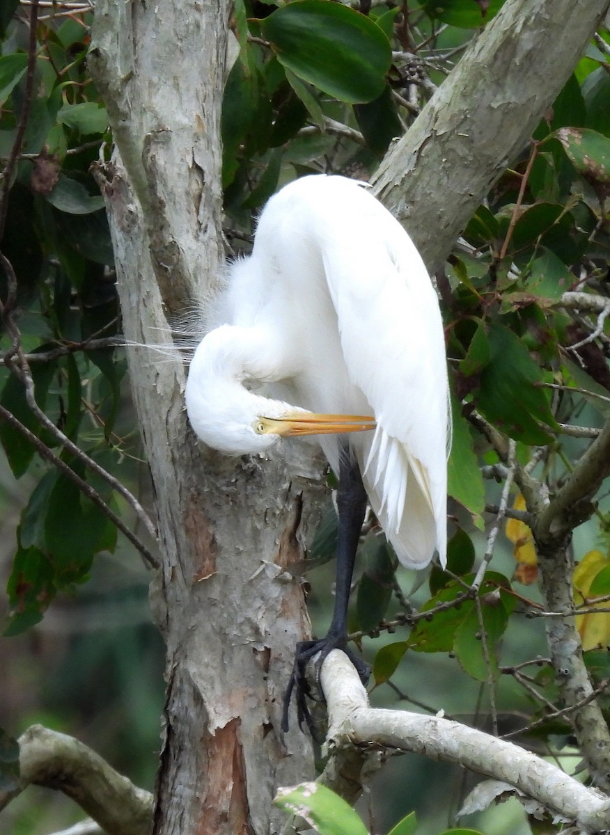 Plumed Egret - ML647009629