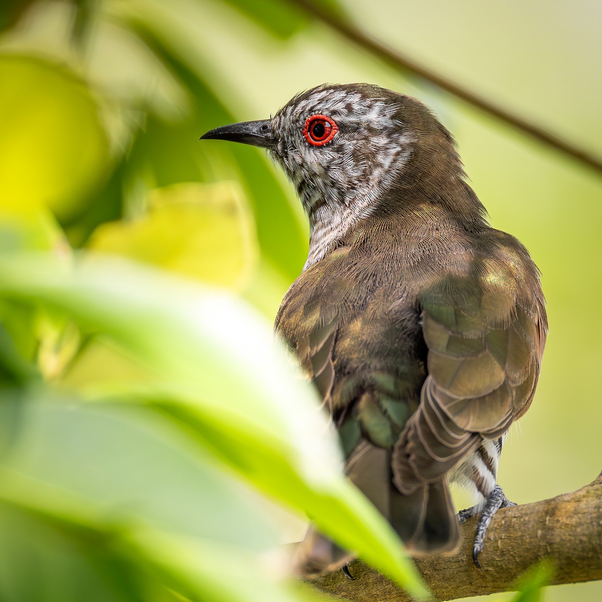 アカメテリカッコウ - ML647009636