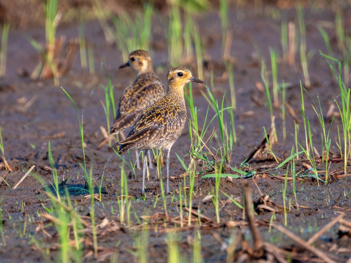 Pacific Golden-Plover - ML647009637