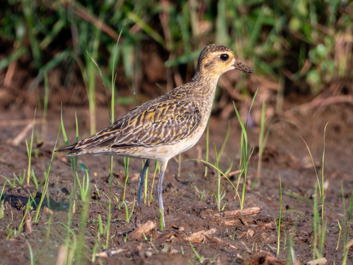 Pacific Golden-Plover - ML647009638