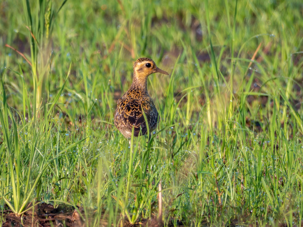 Pacific Golden-Plover - ML647009639