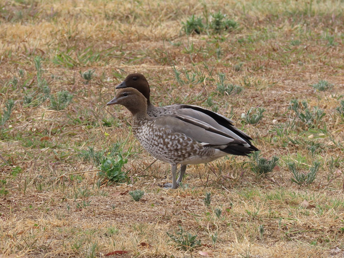 Maned Duck - ML647009645
