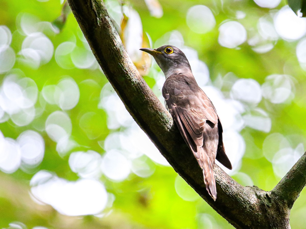 Indian Cuckoo - ML647009652