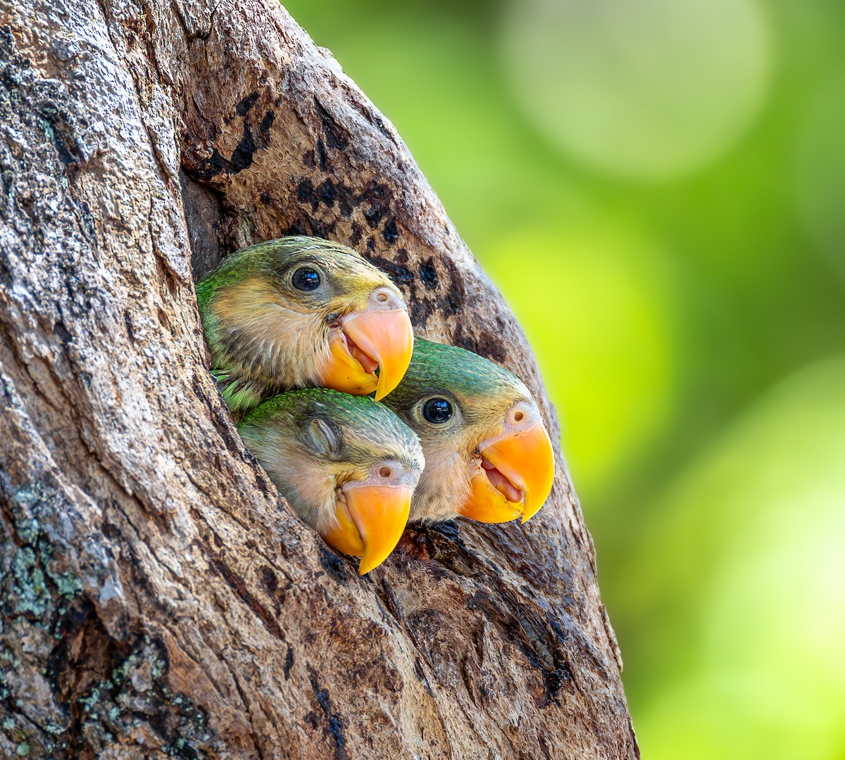 ダルマインコ - ML647009653