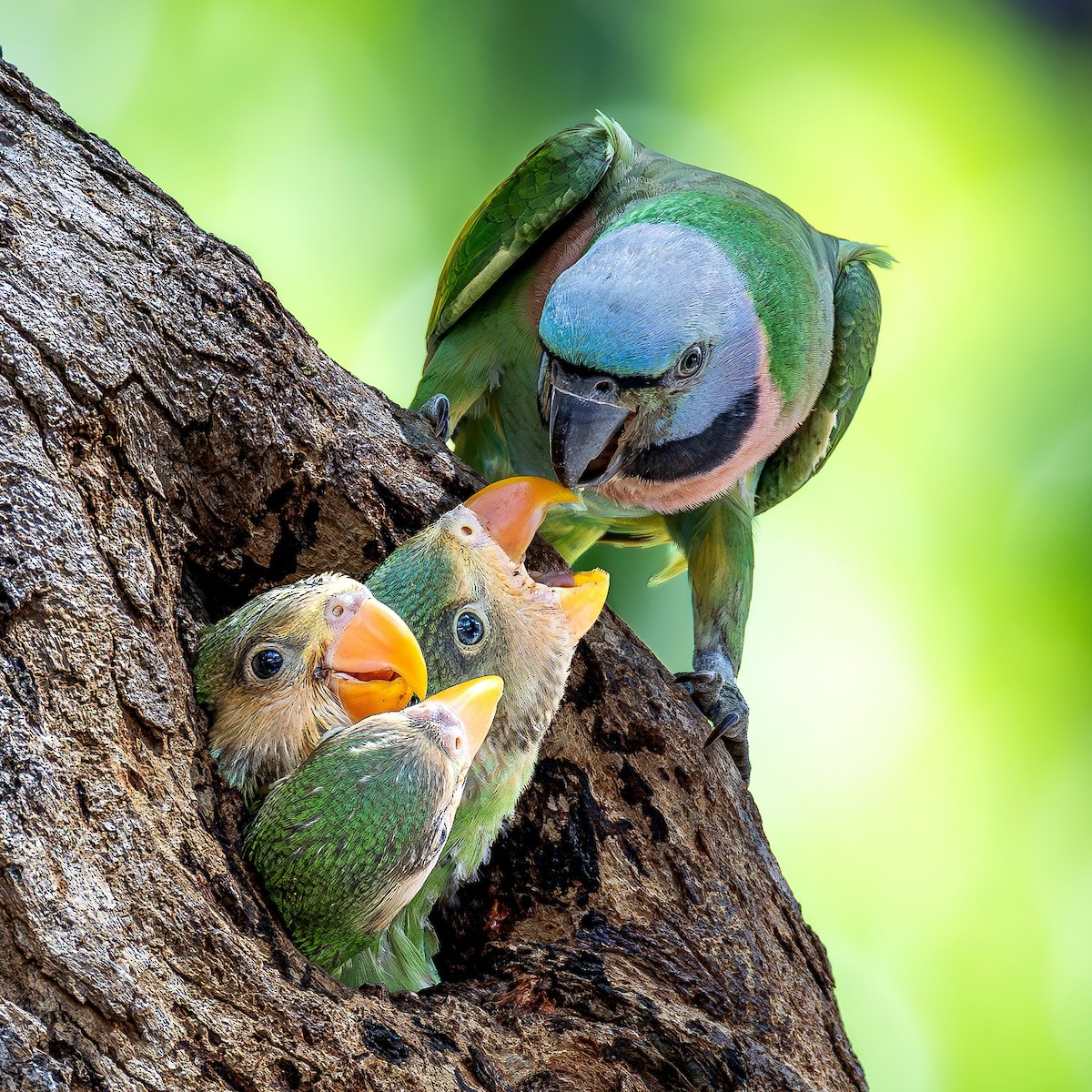 ダルマインコ - ML647009654