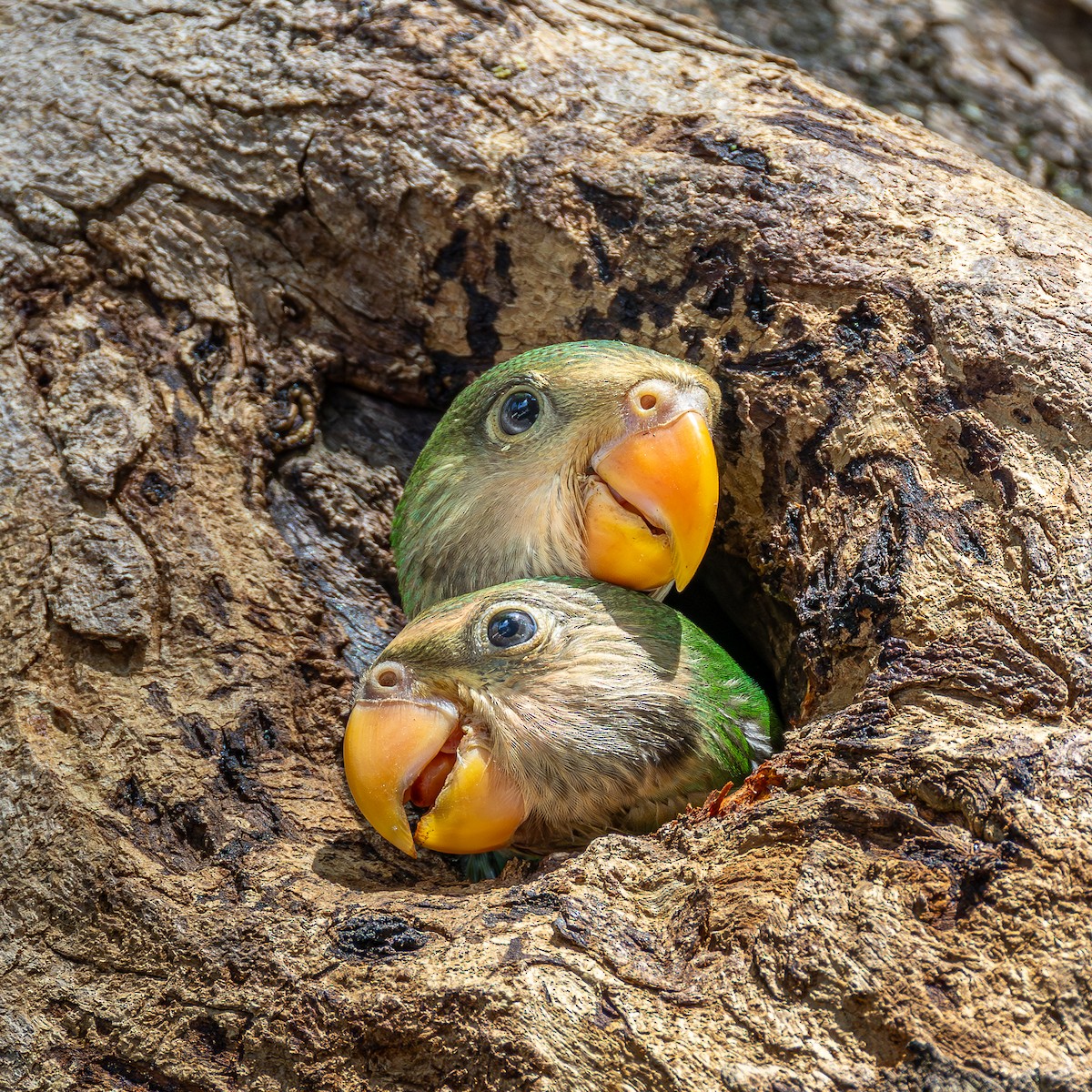 ダルマインコ - ML647009655