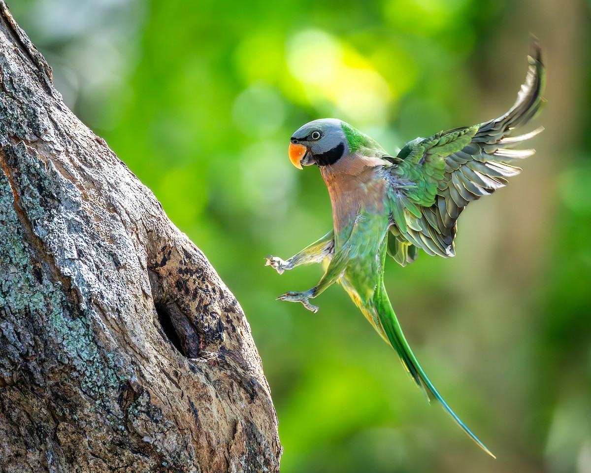 ダルマインコ - ML647009656