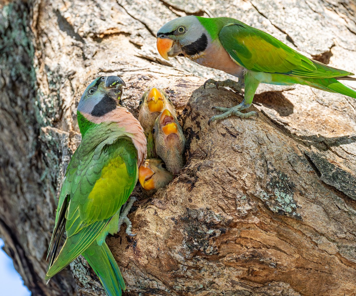 ダルマインコ - ML647009657