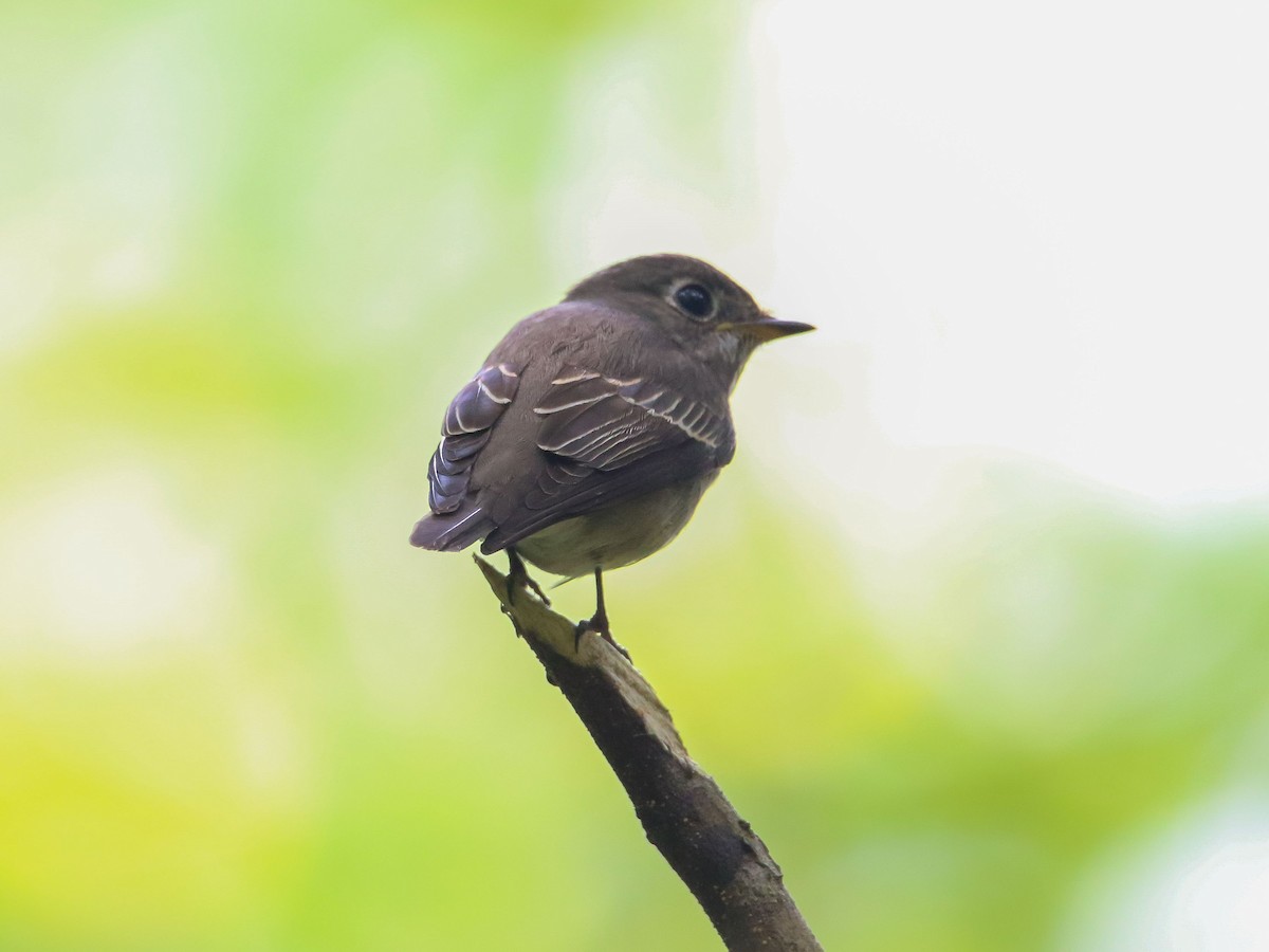 Dark-sided Flycatcher - ML647009661