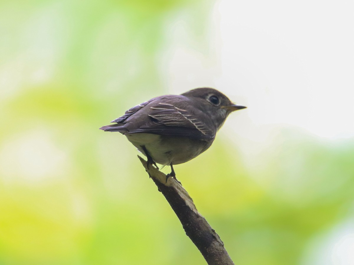 Dark-sided Flycatcher - ML647009662