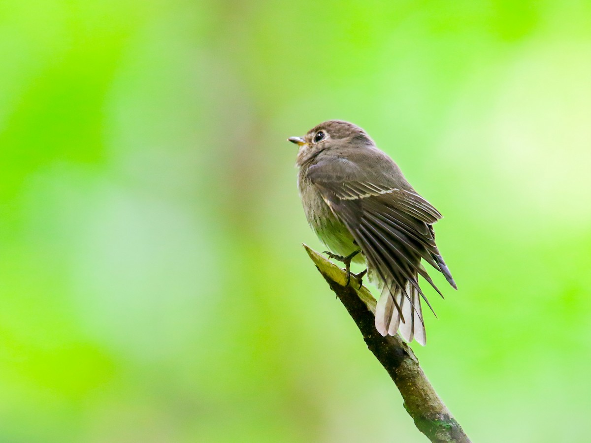 Dark-sided Flycatcher - ML647009663