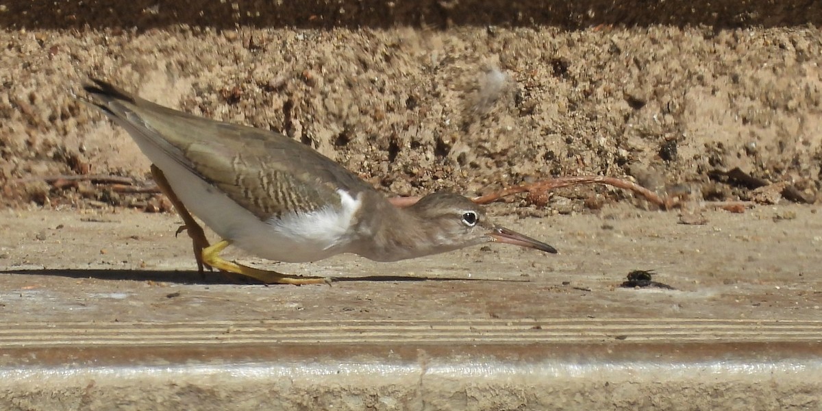 アメリカイソシギ - ML647009668