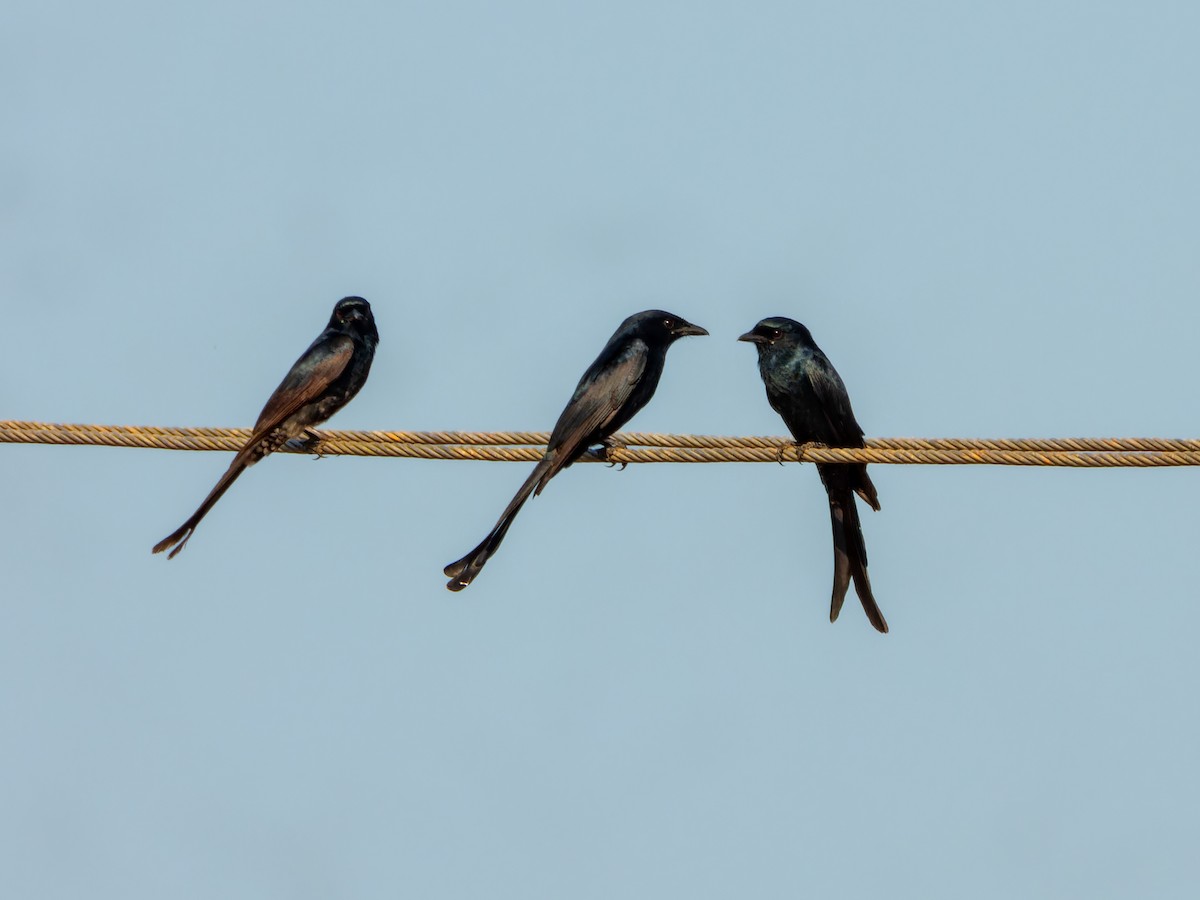 Black Drongo - ML647009674