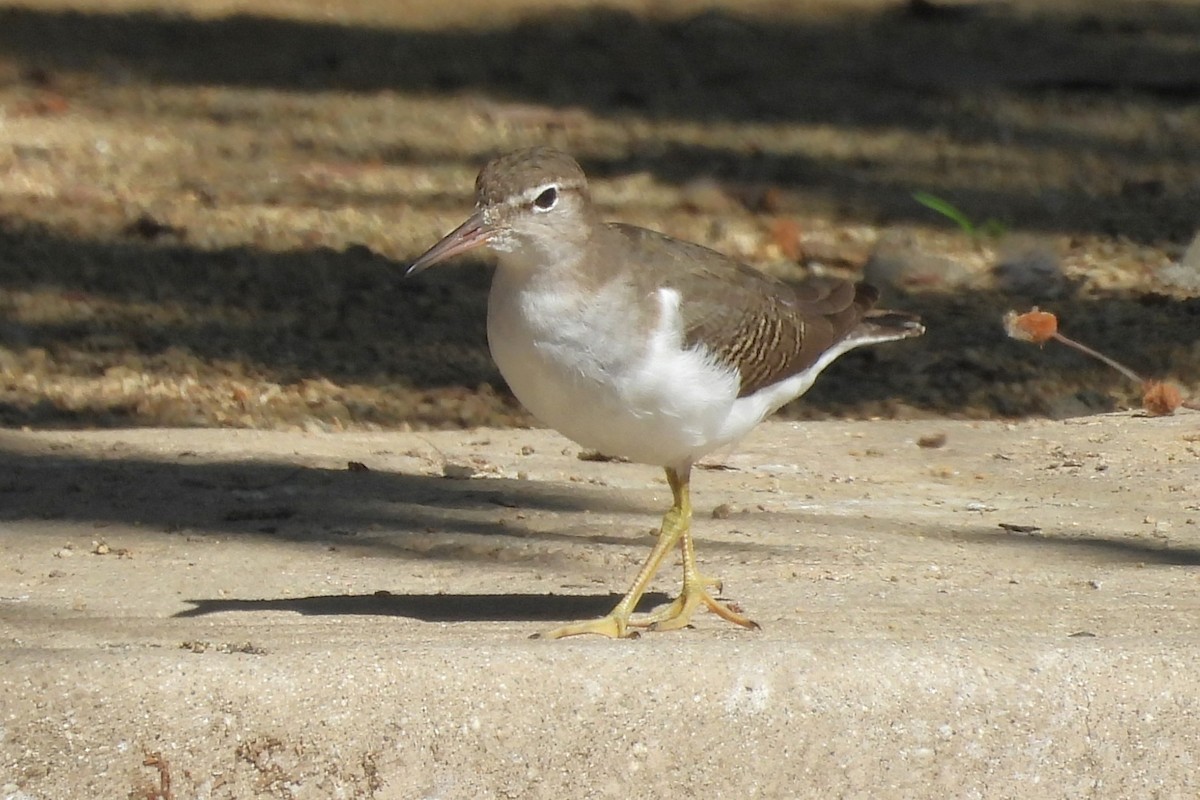 アメリカイソシギ - ML647009676