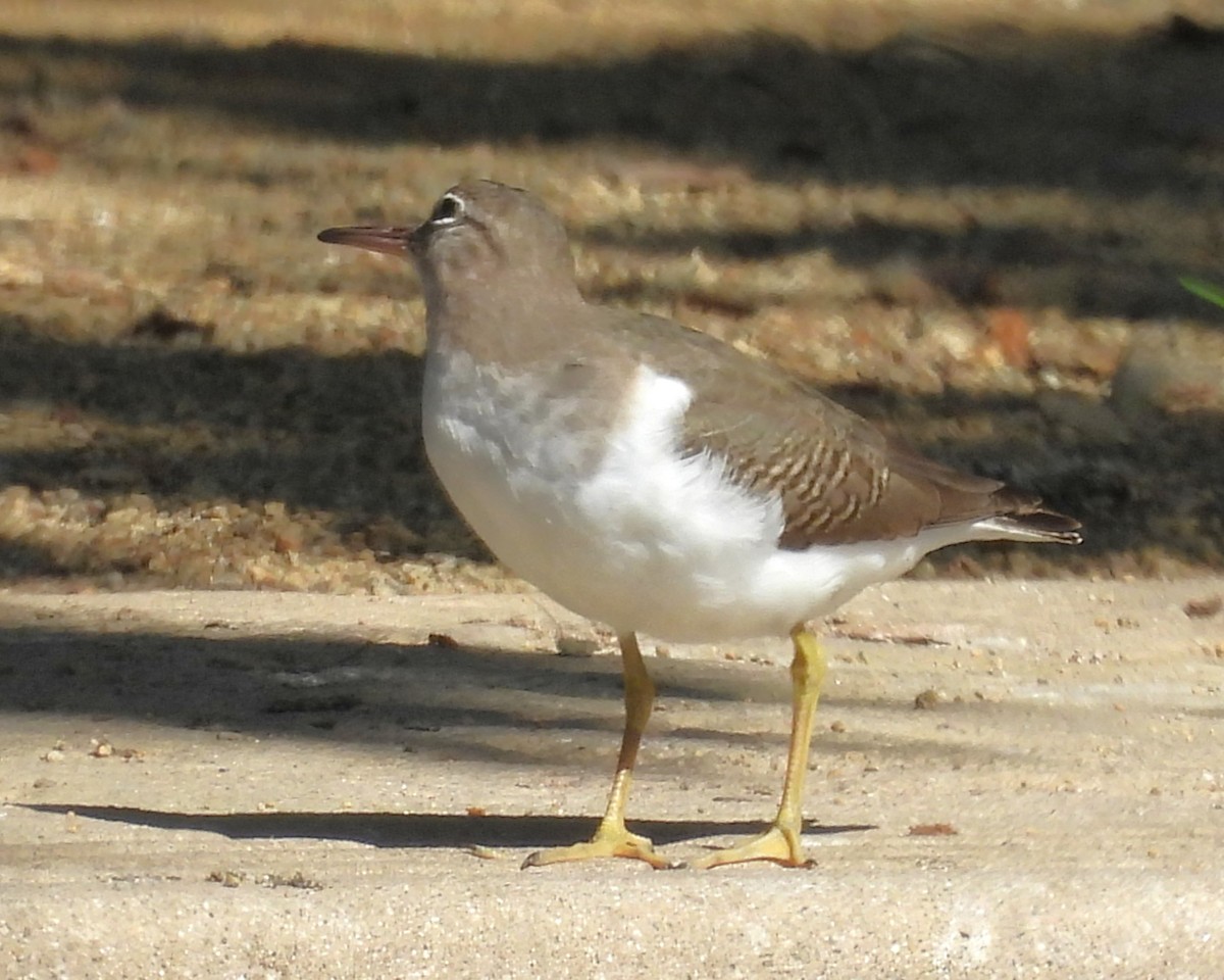 アメリカイソシギ - ML647009677