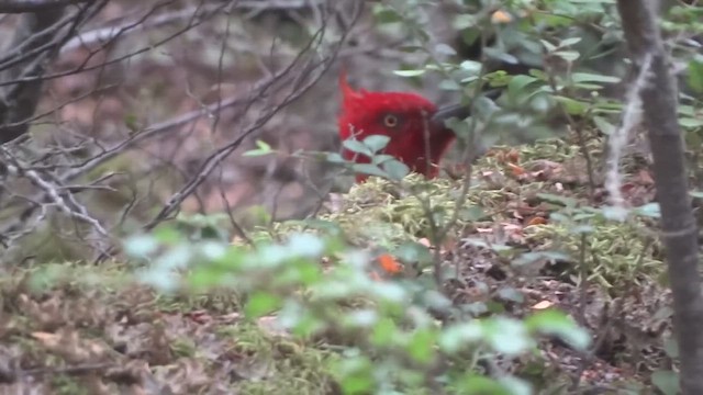 datel magellanský - ML647009679