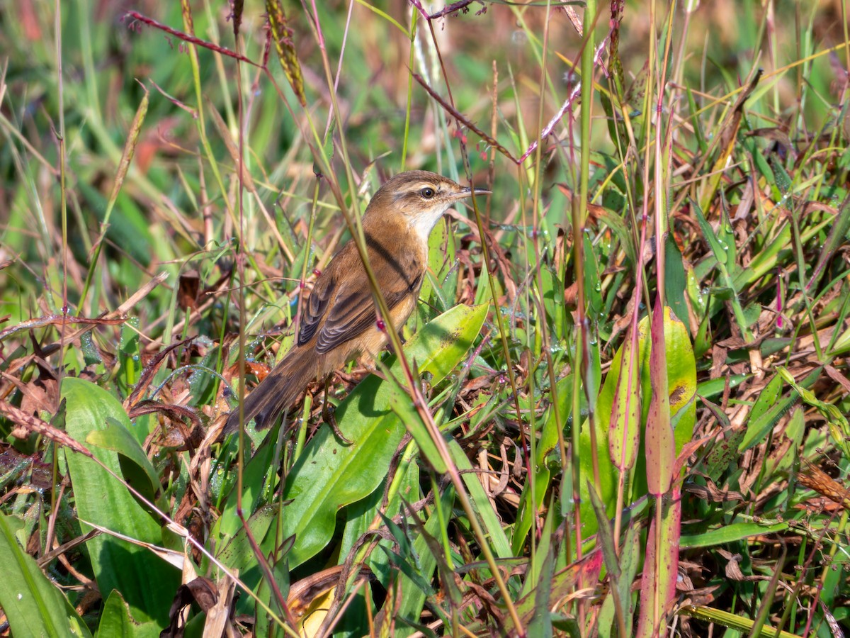 Хээрийн охил бялзуухай - ML647009693