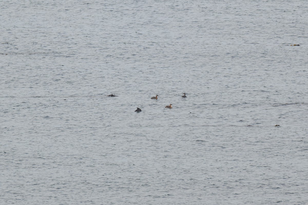 Somormujo Cuellirrojo - ML647009695