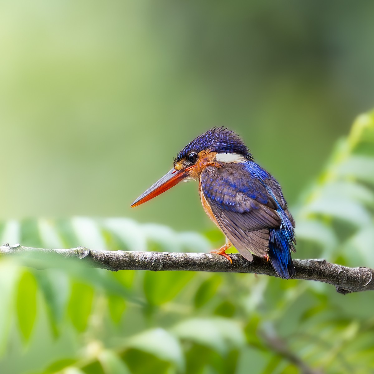 ルリカワセミ - ML647009696