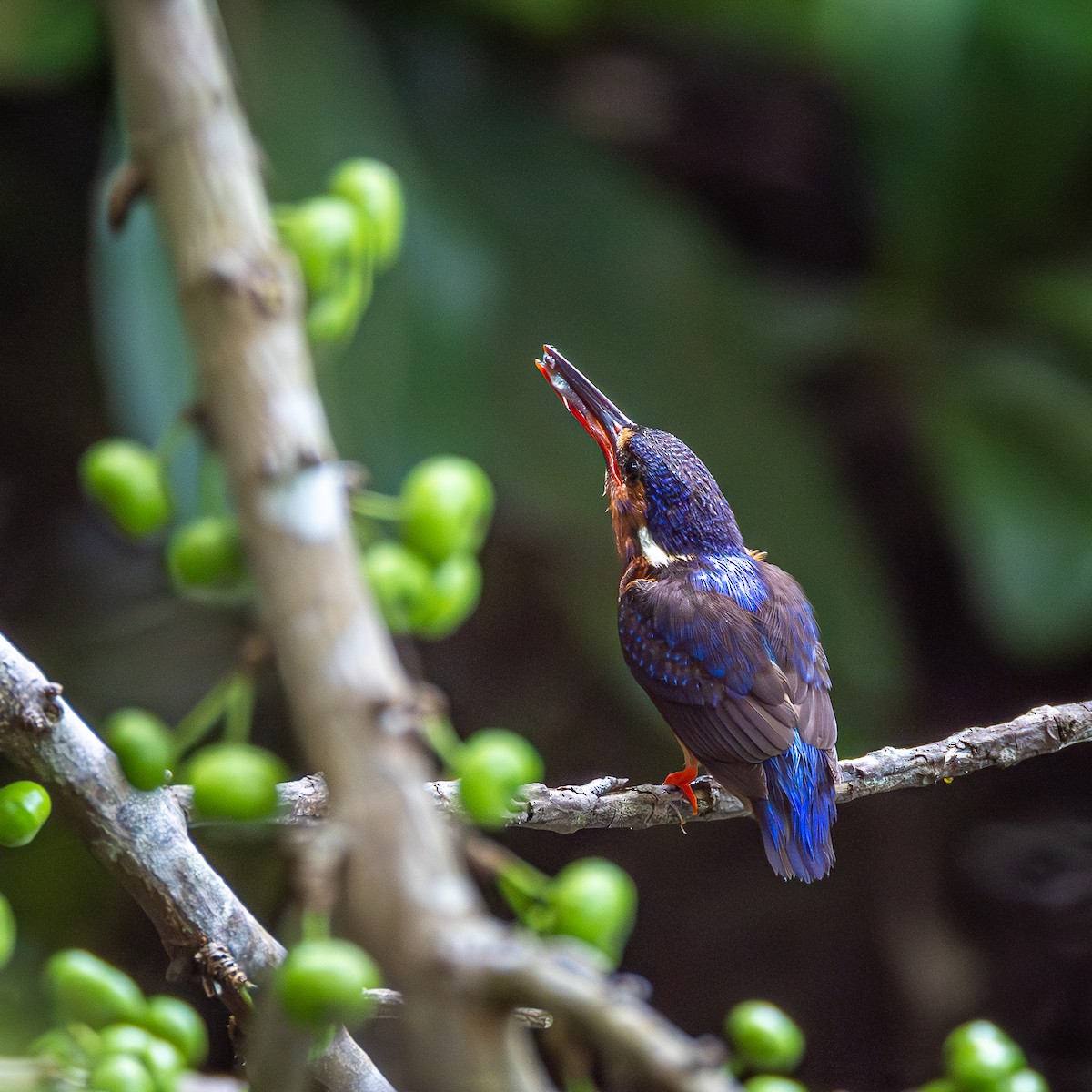 ルリカワセミ - ML647009697