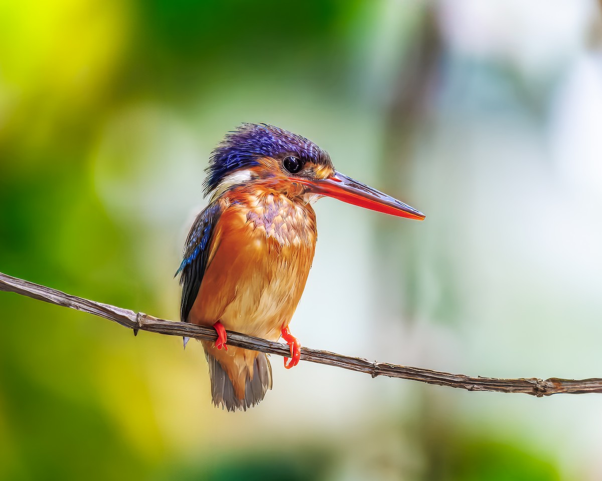 ルリカワセミ - ML647009698