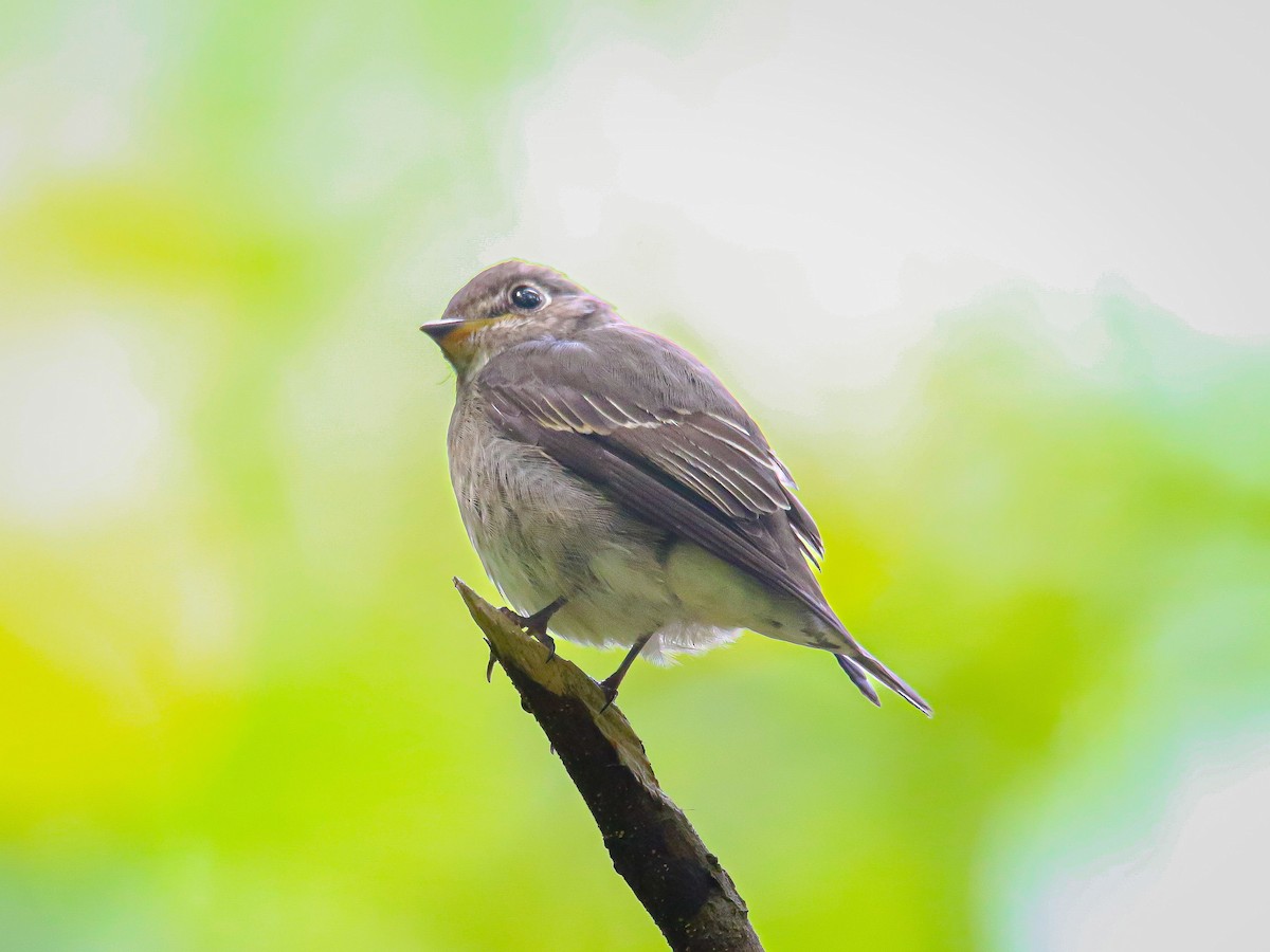 Dark-sided Flycatcher - ML647009701