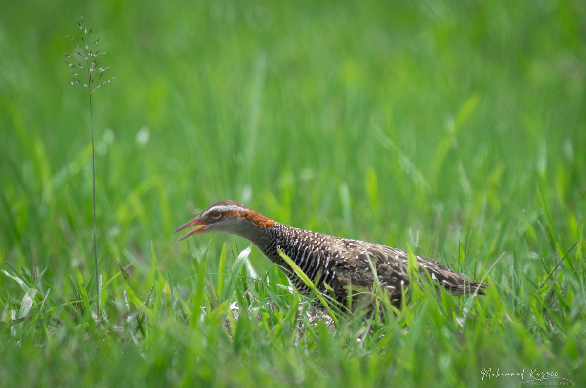 Buff-banded Rail - ML647009706