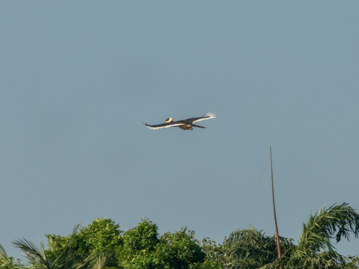 Cálao Coronado - ML647009711