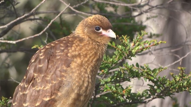 čimango argentinský - ML647009713