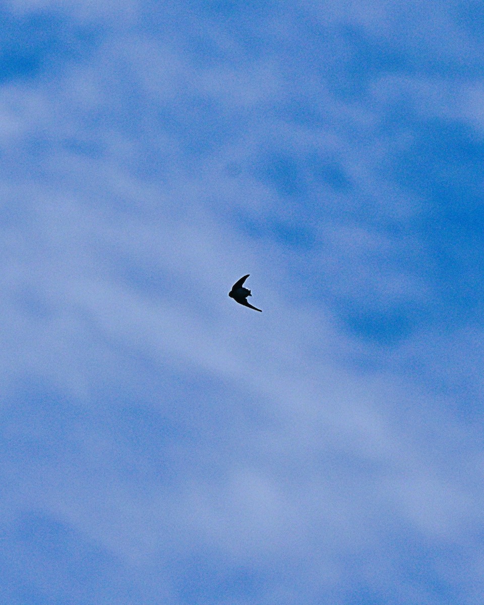 イワツバメ - ML647009714