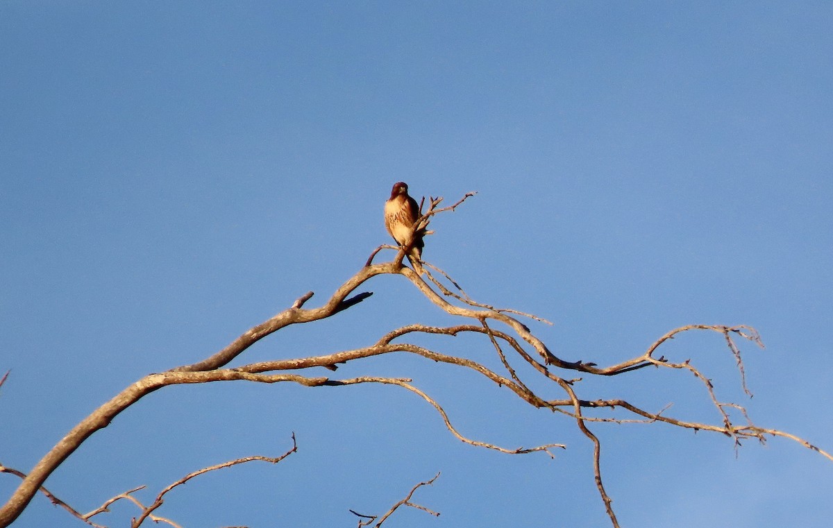 Red-tailed Hawk - ML647009716