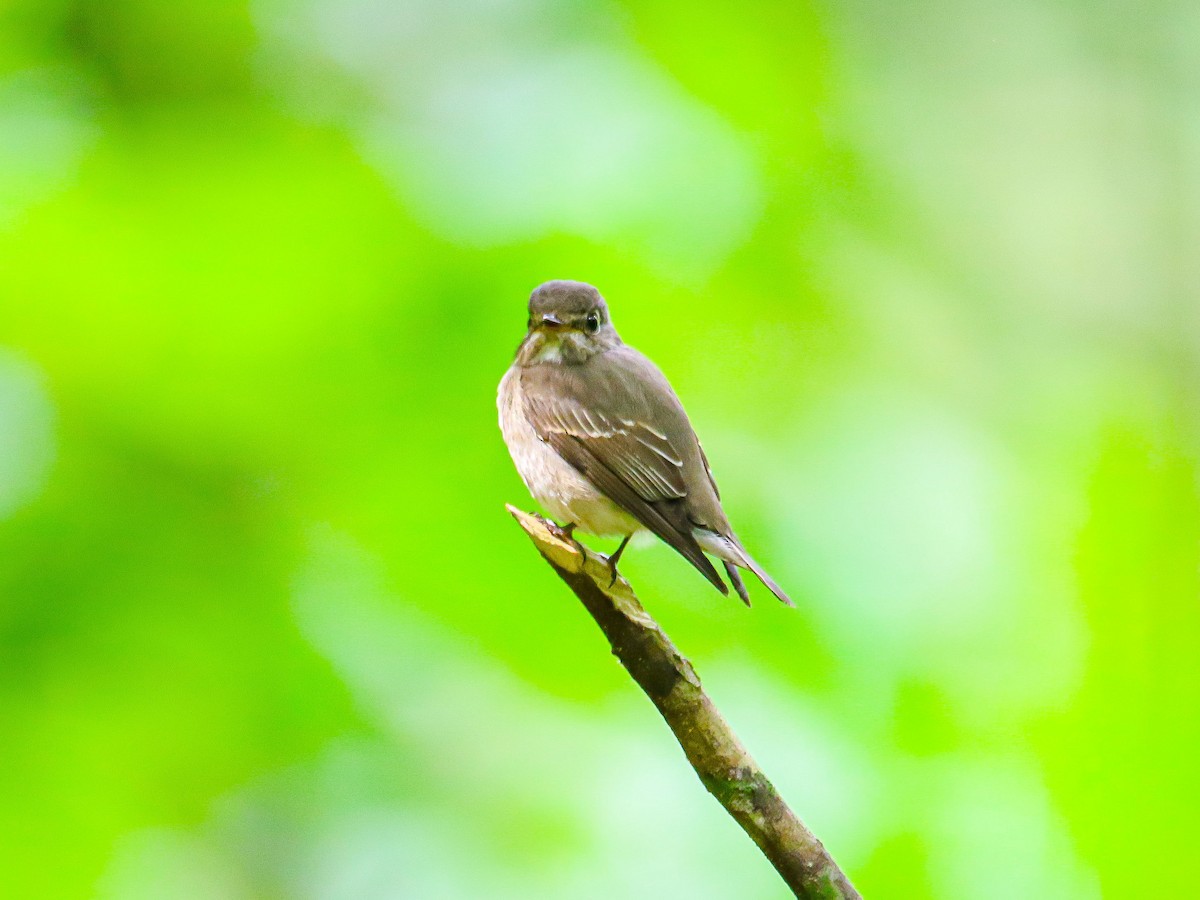 Dark-sided Flycatcher - ML647009718