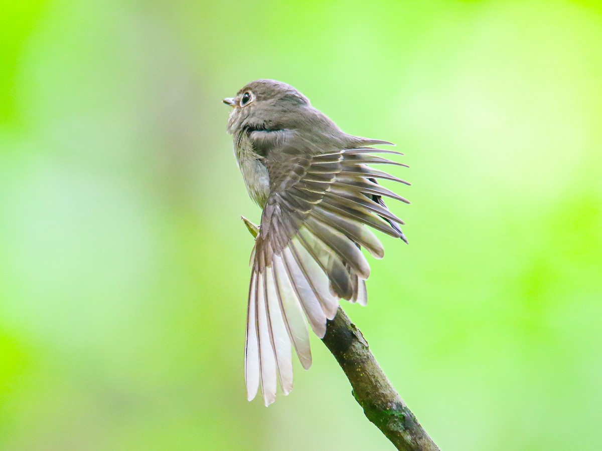 Dark-sided Flycatcher - ML647009719