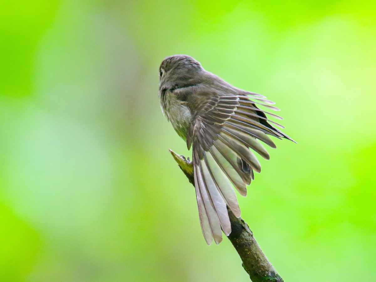 Dark-sided Flycatcher - ML647009720