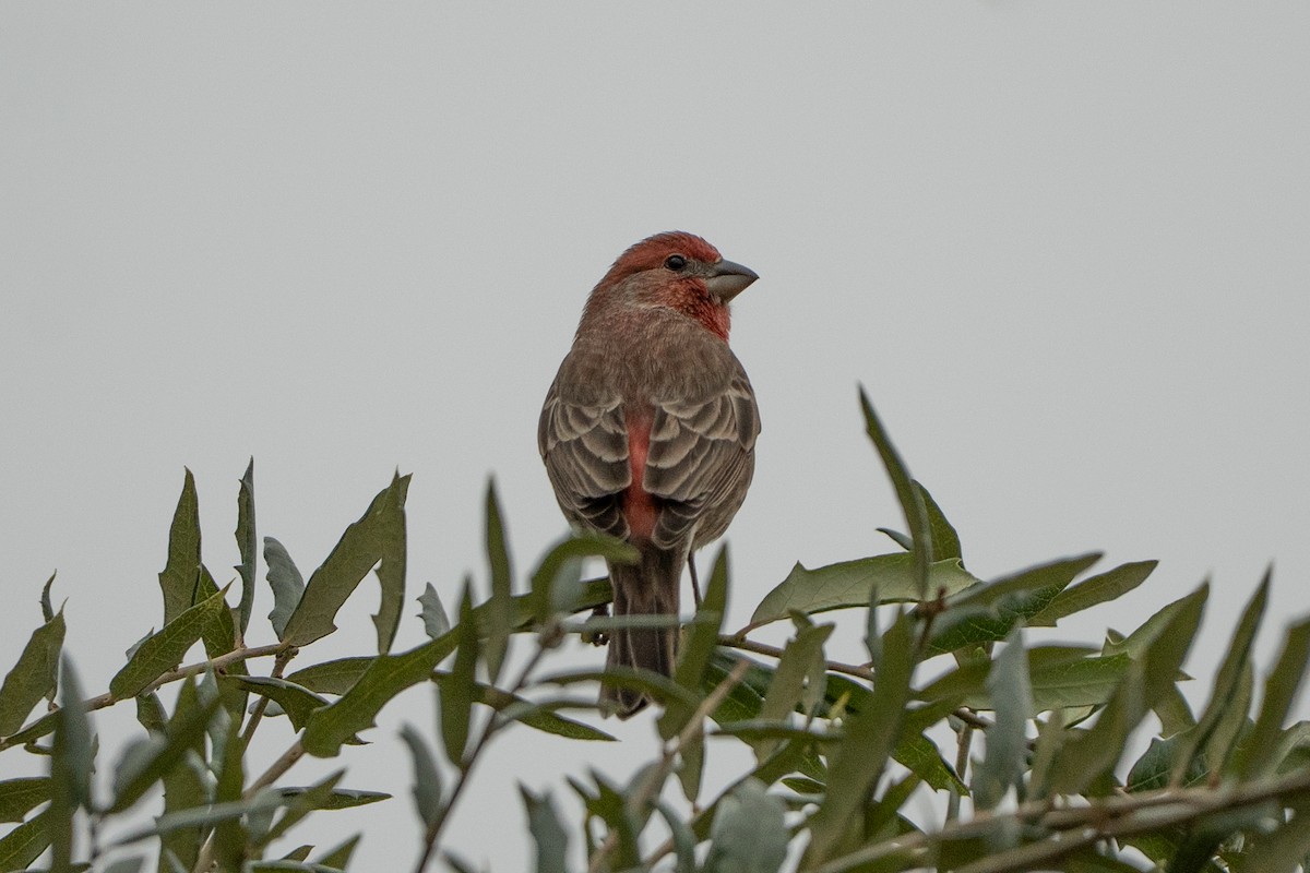 Чечевиця садова - ML647009721